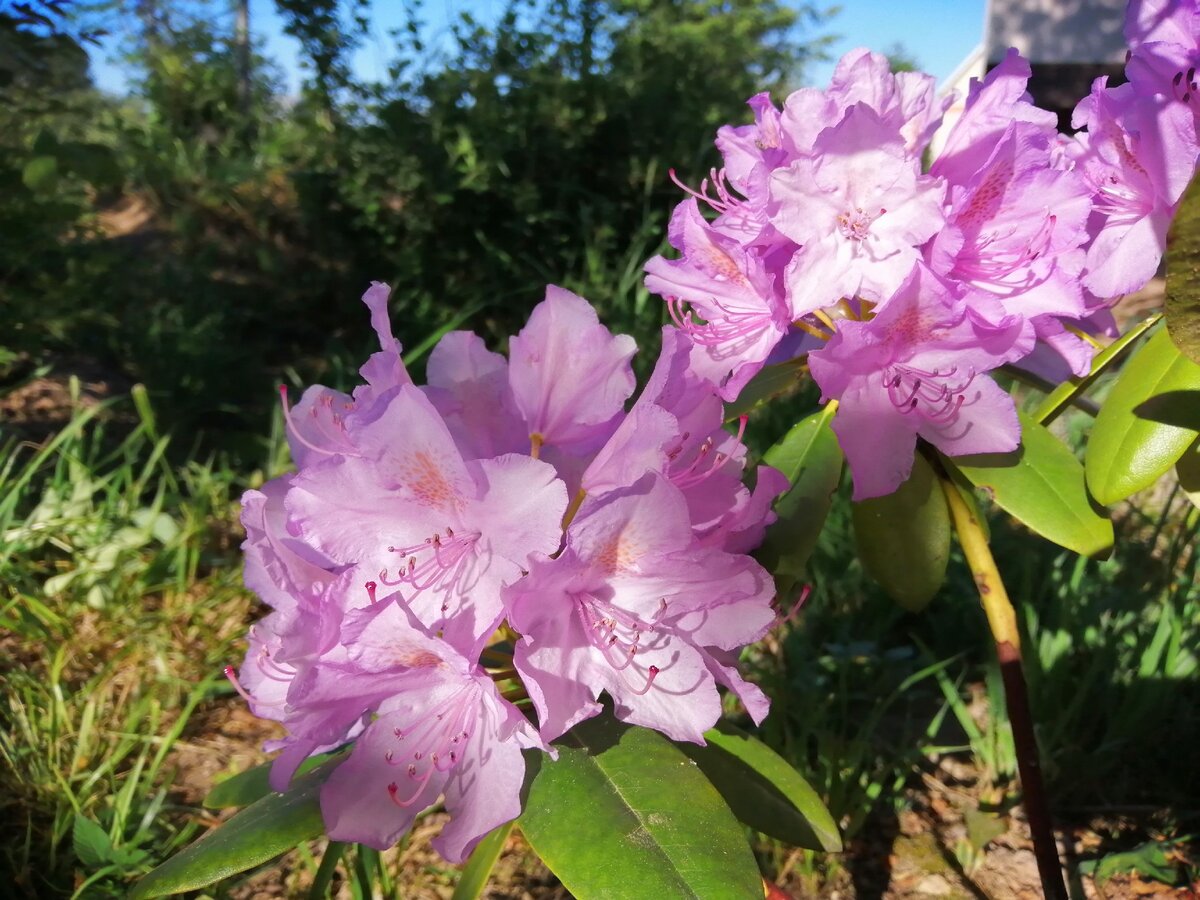 Рододендрон