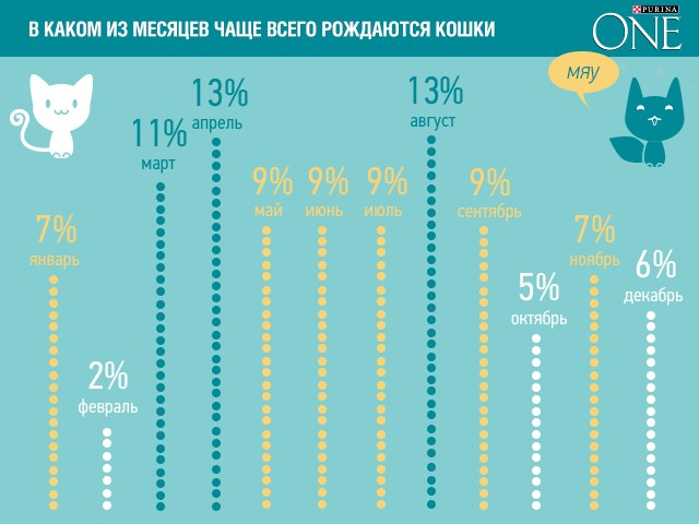 Самые частые даты рождения. Кошки сколько месяц родится. Срок кошачьей беременности. Сколько рождаются кошек.