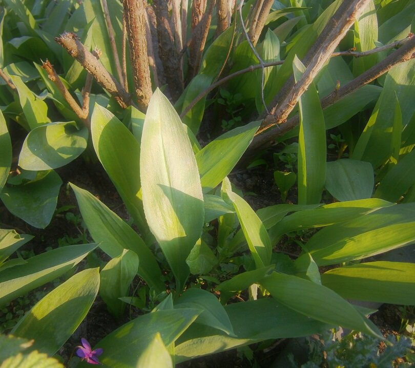 Черемша прочно обосновалась на нашем огороде 