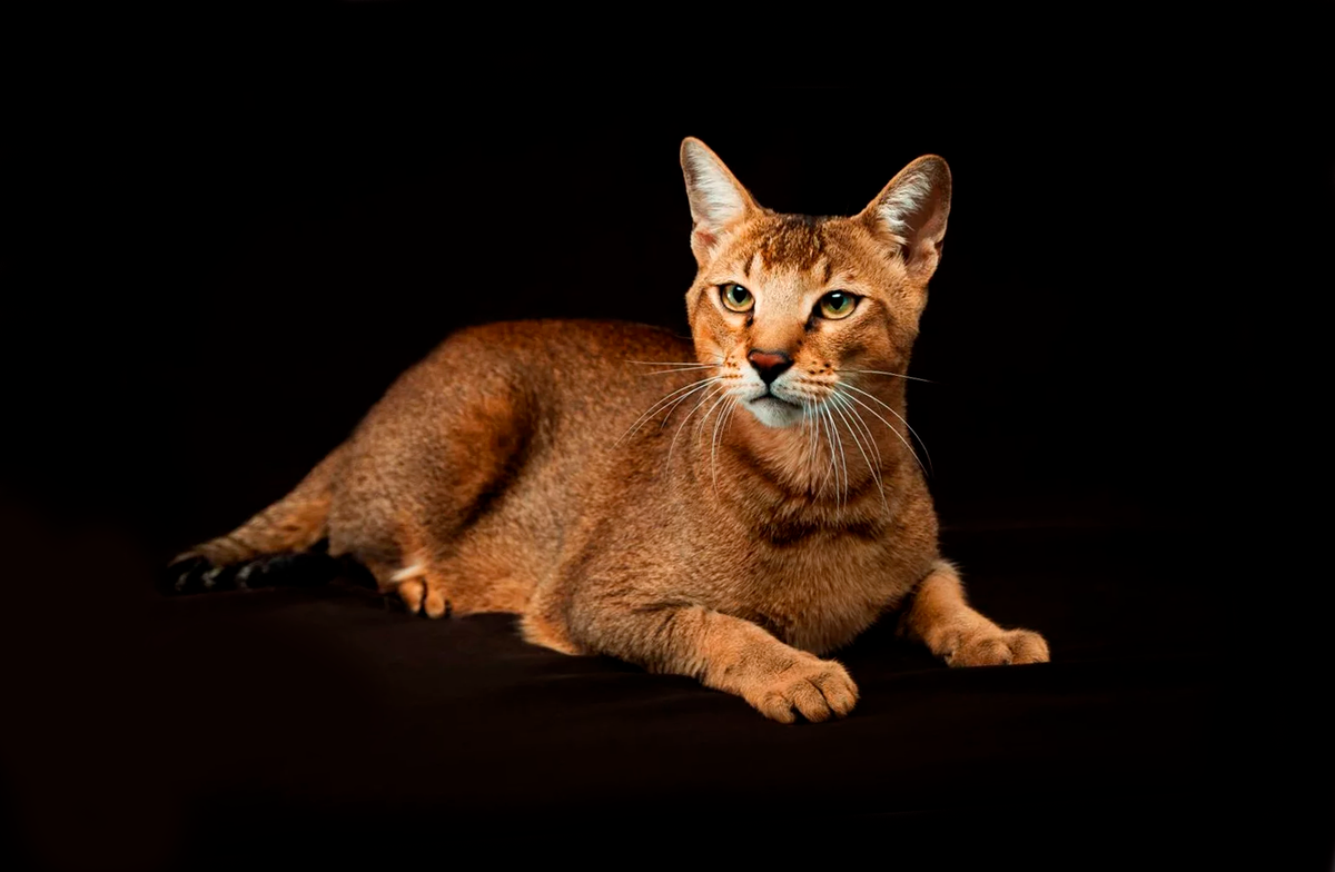 Потомок болотной рыси и кошки