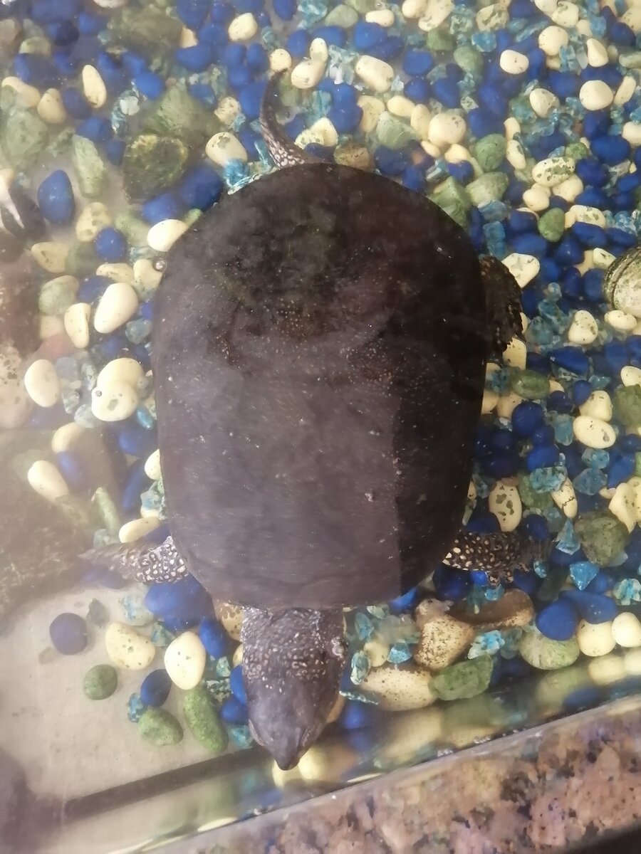 Довольно крупная. Выросла за эти годы