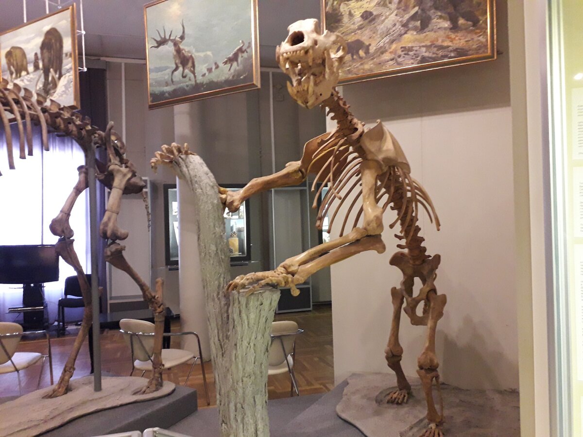 Скелет пещерного медведя привезли из-под Перми. Фото автора.