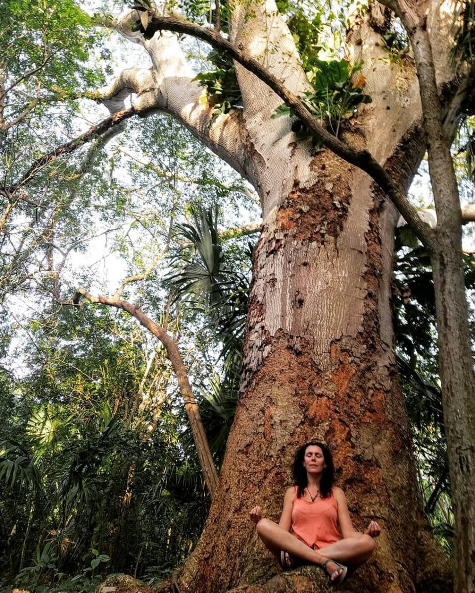 В мексиканских джунглях много крепких деревьев). Фото by @gemma.sertribu
https://www.instagram.com/p/B8m6LSFoJpR/   