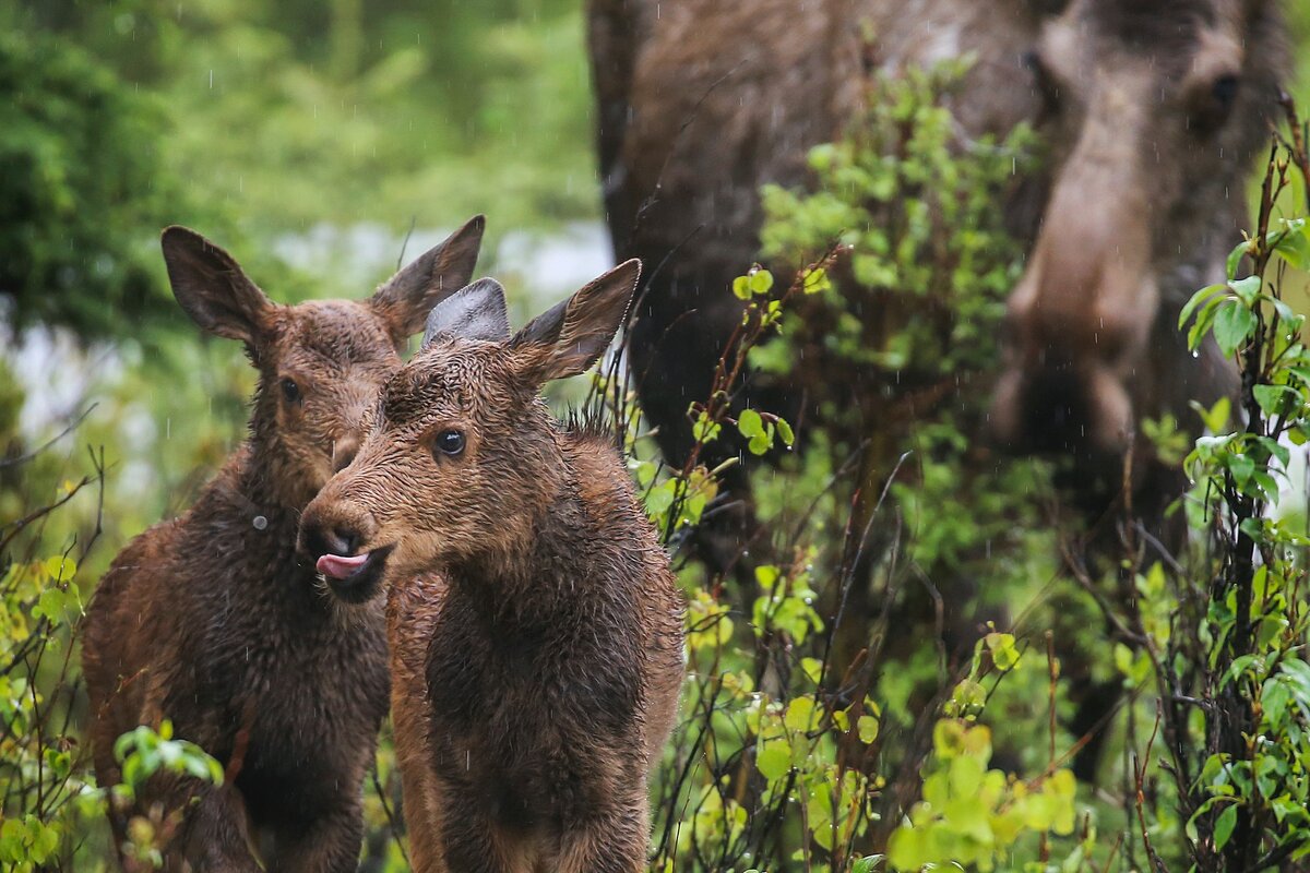 Лось жив. Детеныш лося. Много лосей живет в лесах России. Moose Life. Купить лося живого для разведения цена.