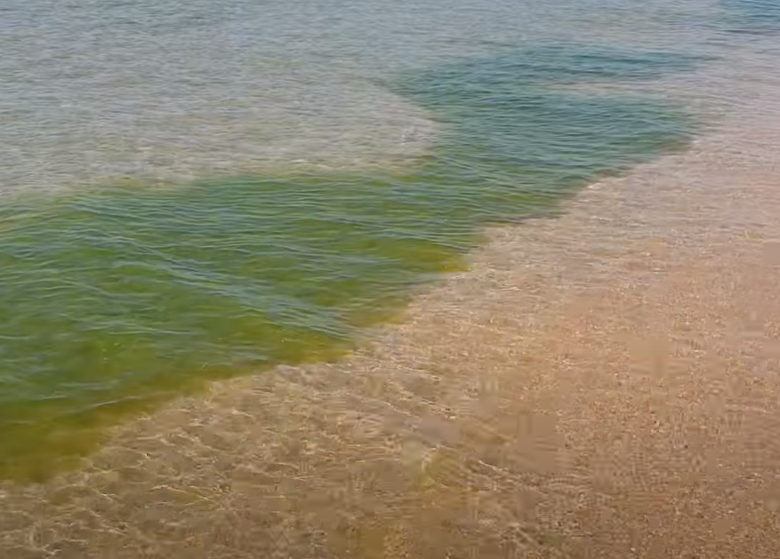 Витязево море вода. Анапа Витязево море цветет 2021. Цветение моря в Витязево. Джемете море цветет. Черное море цветет Анапа.