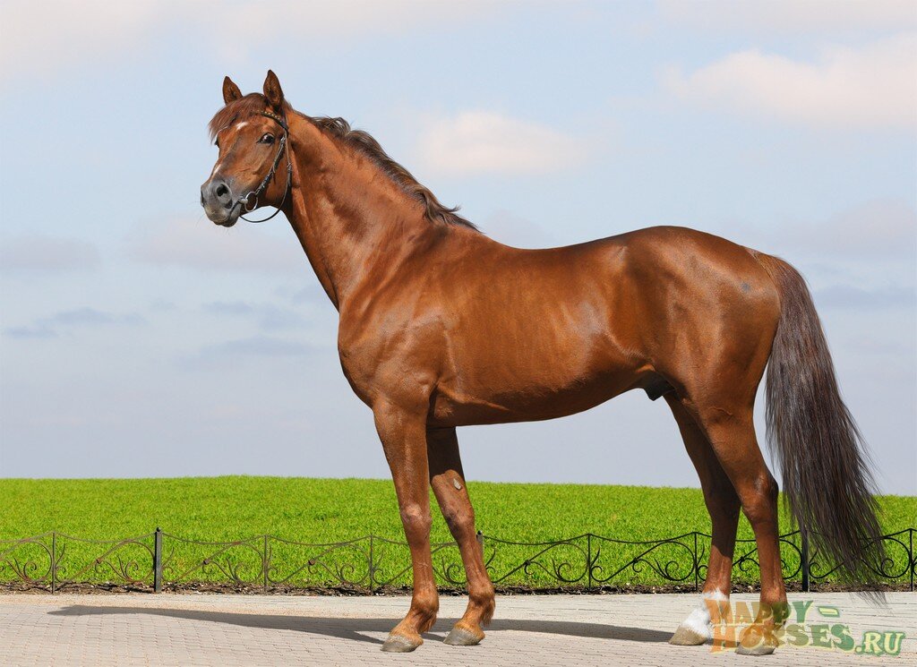 донская лошадь   https://clck.ru/U9Nvs