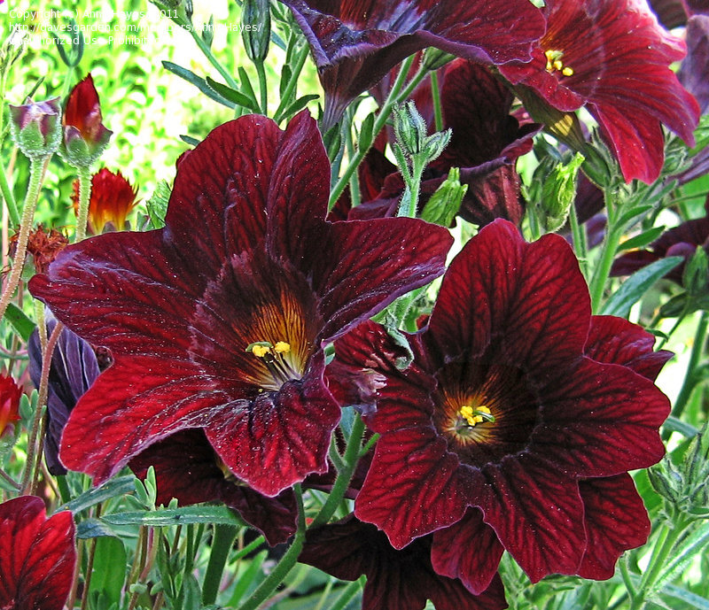 Источник фото: Яндекс. Картинки