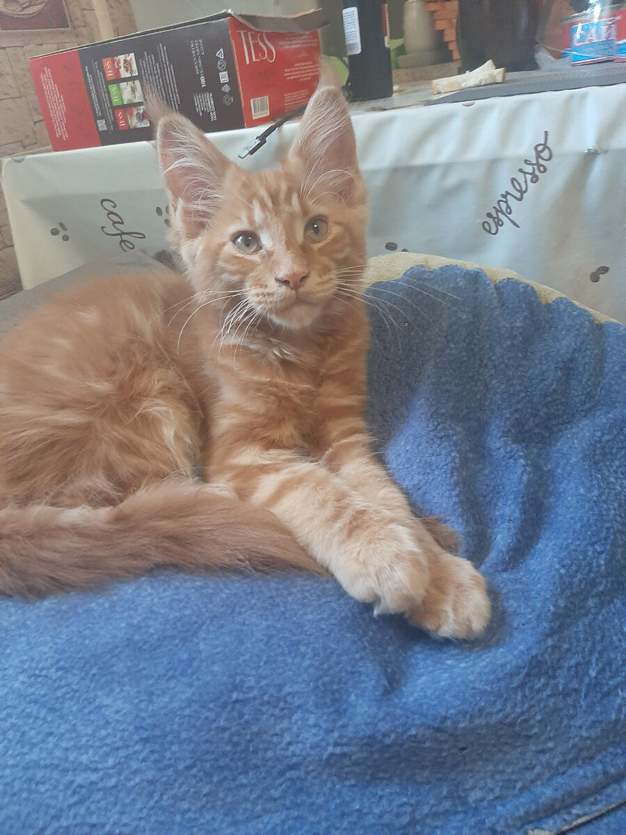 Фирменный взгляд!