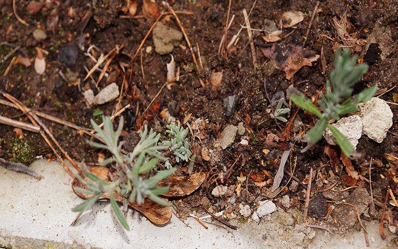 Лапчатка непальская всходы. Potentilla tanacetifolia. Лапчатка пижмолистная. Лапчатка Дэнни Бойл.