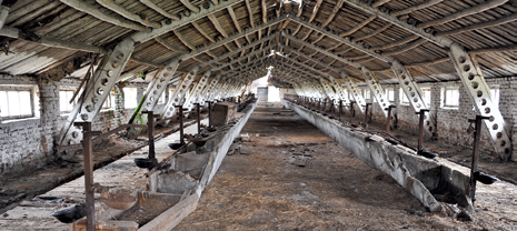 В этом коровнике в Зоне отчуждения коров не было уже 35 лет. Но может скоро вновь появятся? Фото: Михаил ФРОЛОВ 