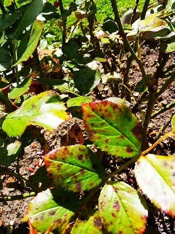 Черная пятнистость на моих розах, была в отпуске(((