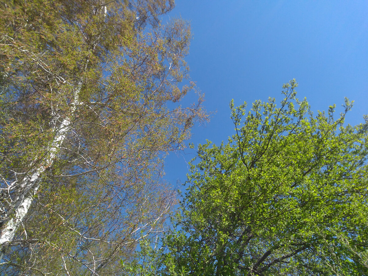 Наши березы и черемухи - взгляд в высоту