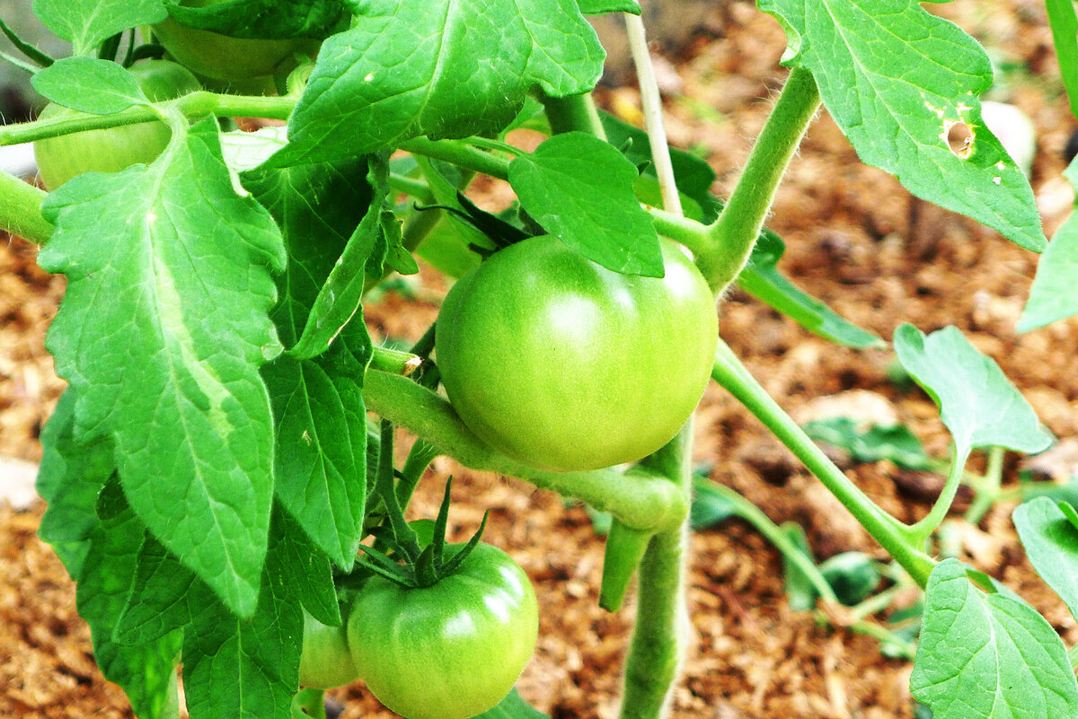 Почему опадают томаты. Созревание поми. Гном зеленый осел томат. Фото фузариоза томатов парнике молодые. У томатов отваливаются завязи.