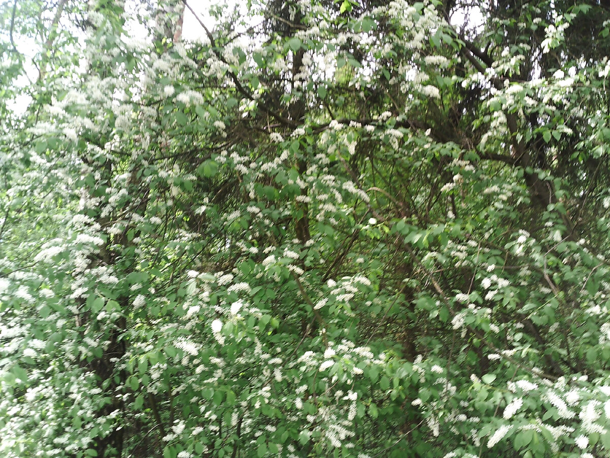 Колдовская черемуха. 