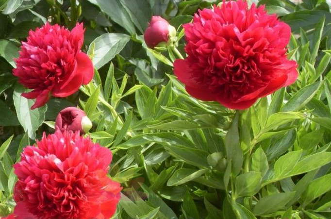 Сорт "Пионер" (позднее переименованный в сорт "Москва")