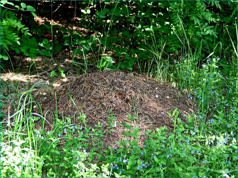 Фото из открытых источников