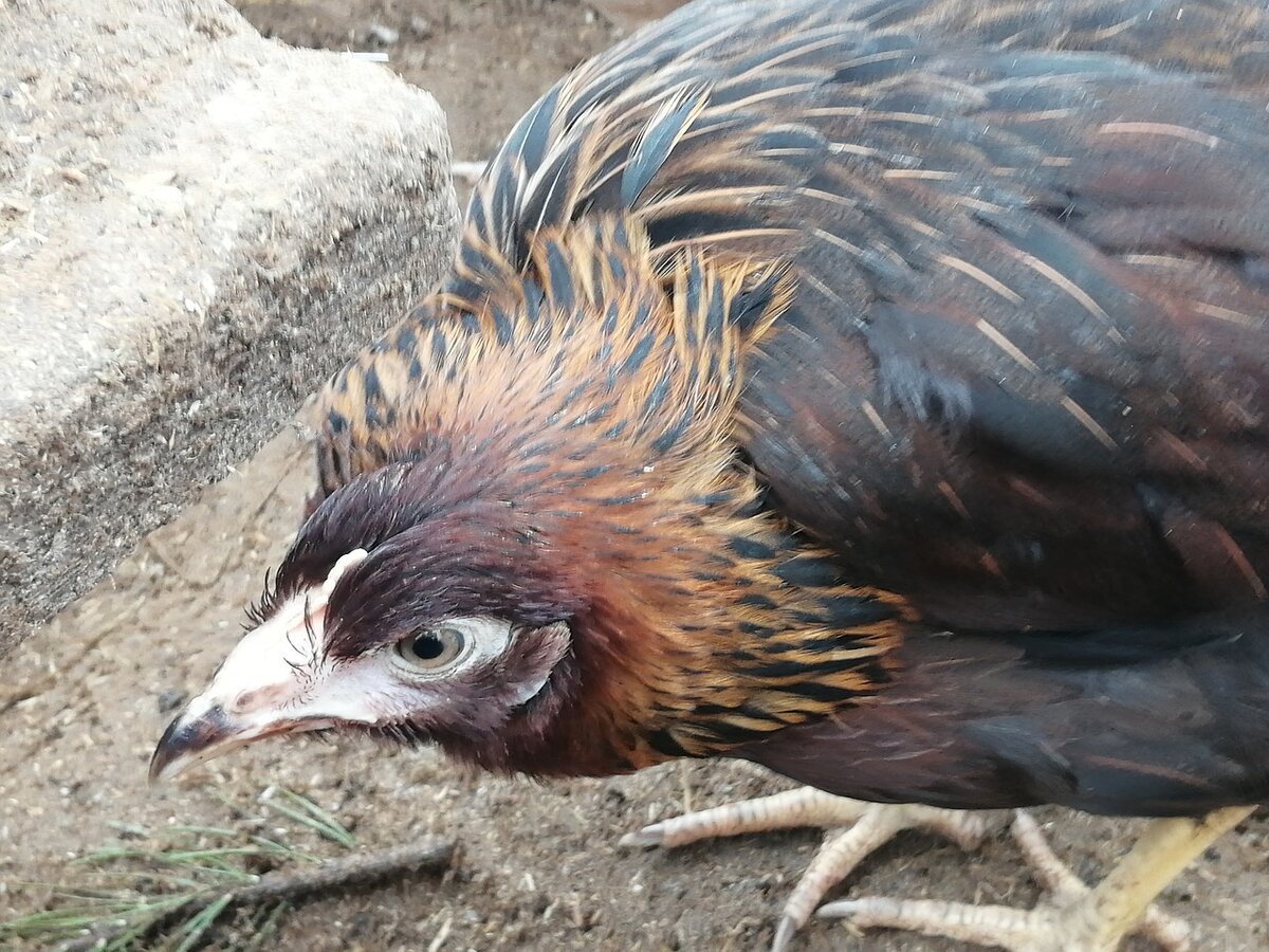 Это кура молодка-чешский доминант куропатчатого окраса. 105 дней.