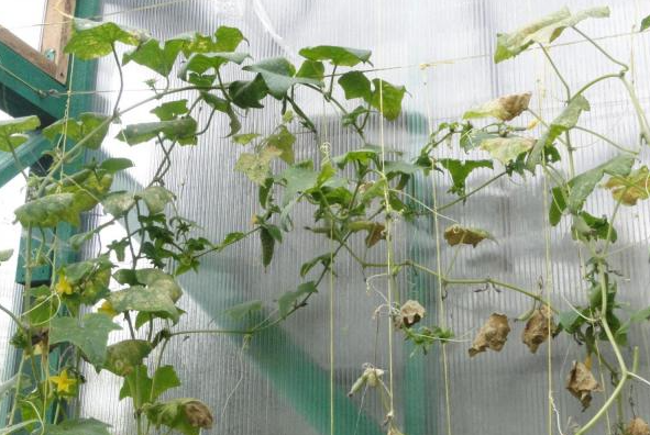 Фото из сайта "otzovik.com"