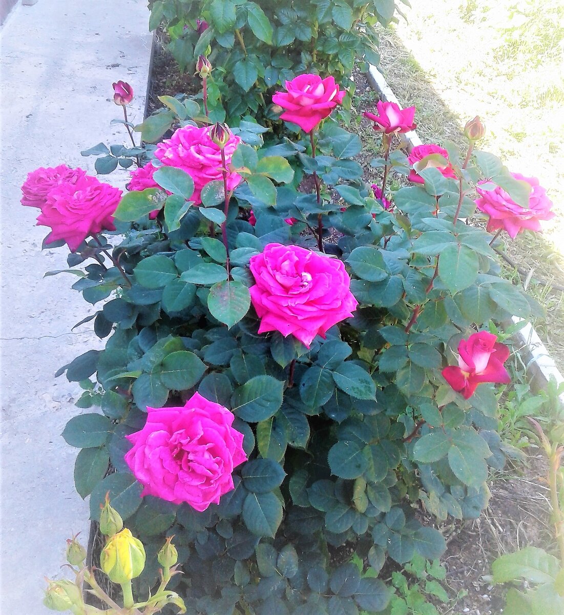 Kronenbourg?? 13.06.21