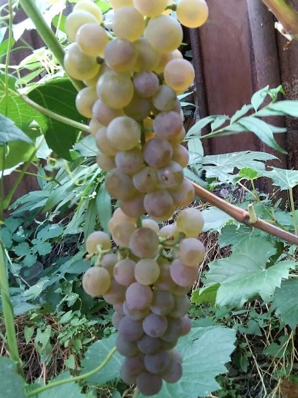 Виноград "Светлана": описание сорта, фото, отзывы