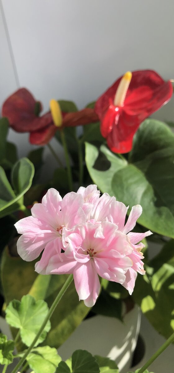 Saga цветёт, не переставая, начиная с черенка