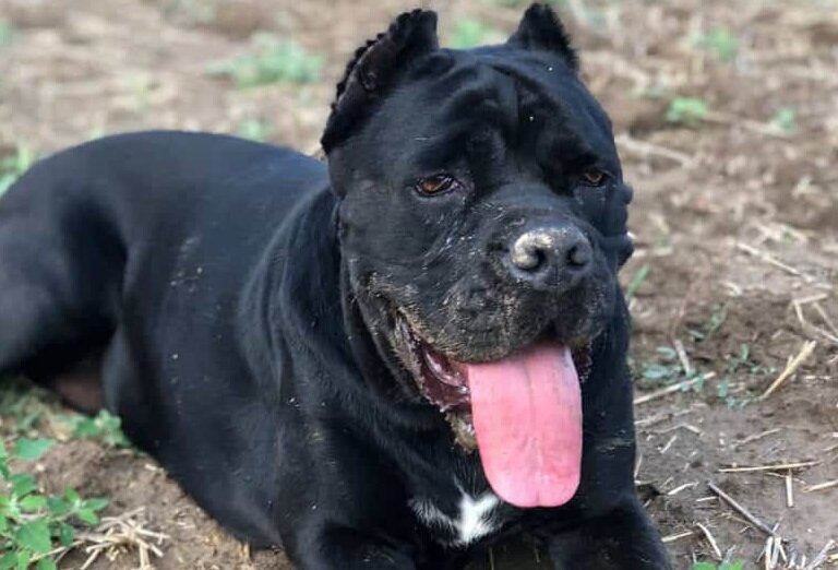 Гремучая смесь (Фото: https://animalso.com/breeds/american-bandogge/)