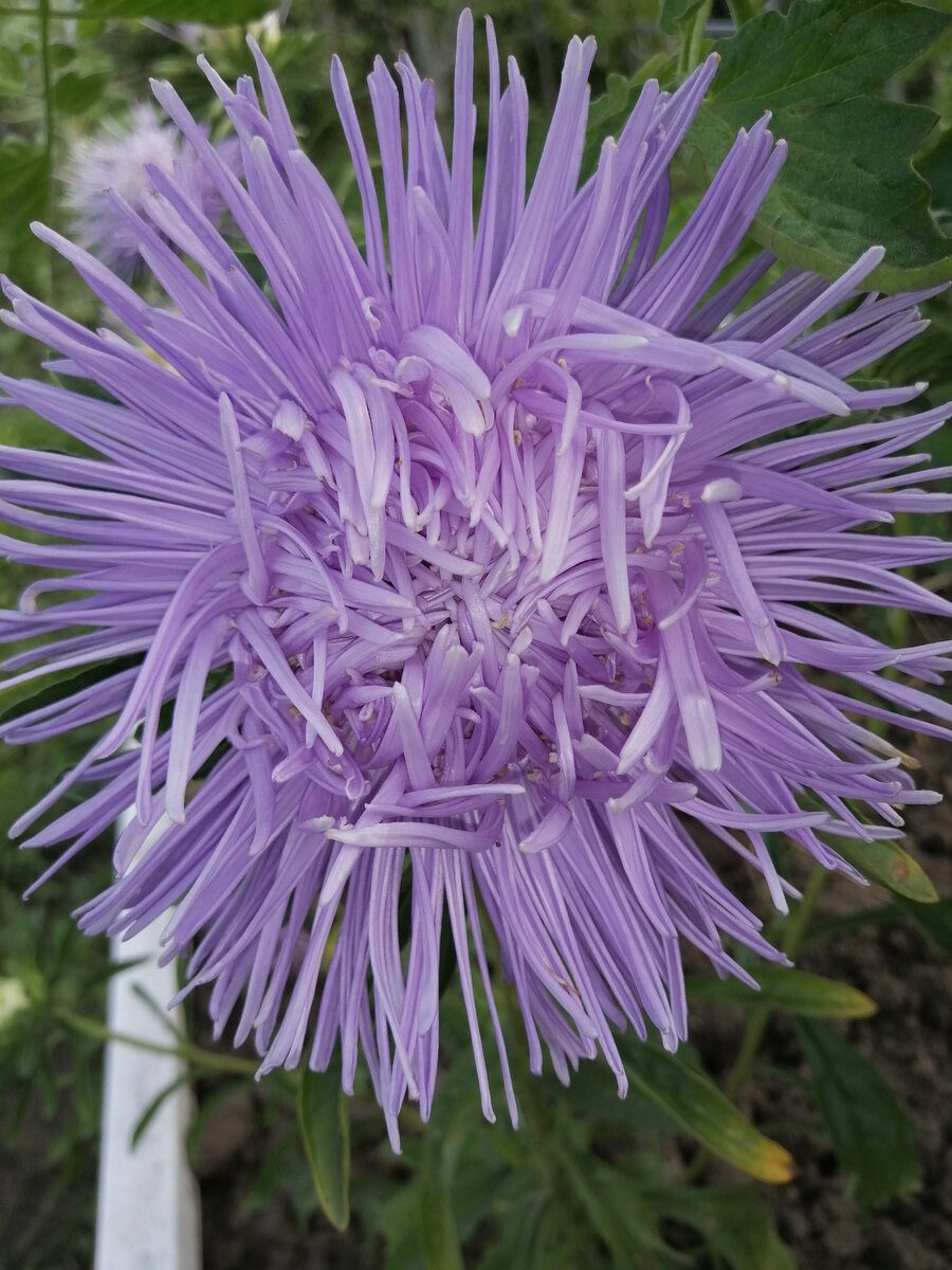      АСТРА ИГОЛЬЧАТАЯ.                   =   ЛИСТАТЬ   =