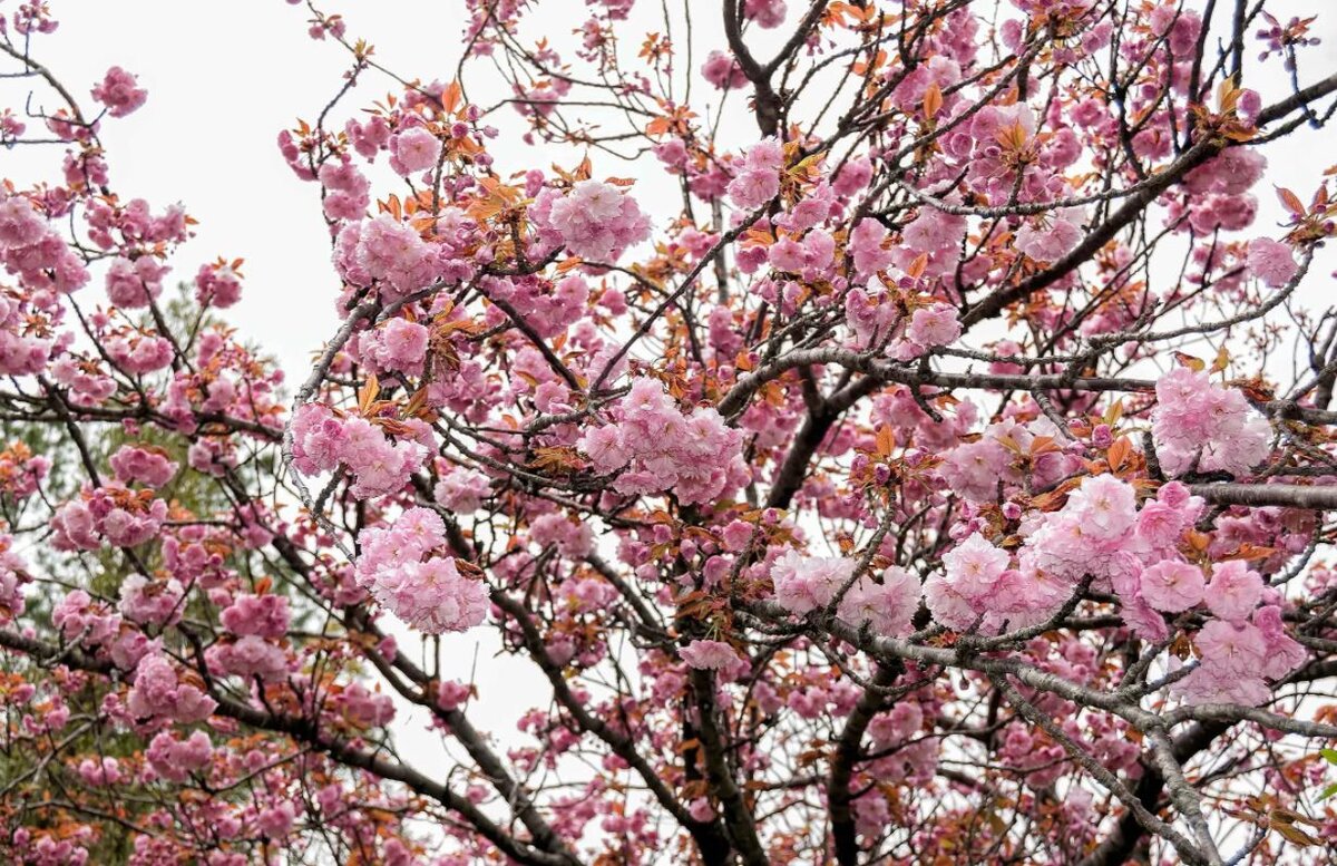 Цветение сакуры в Дендрарии Сочи