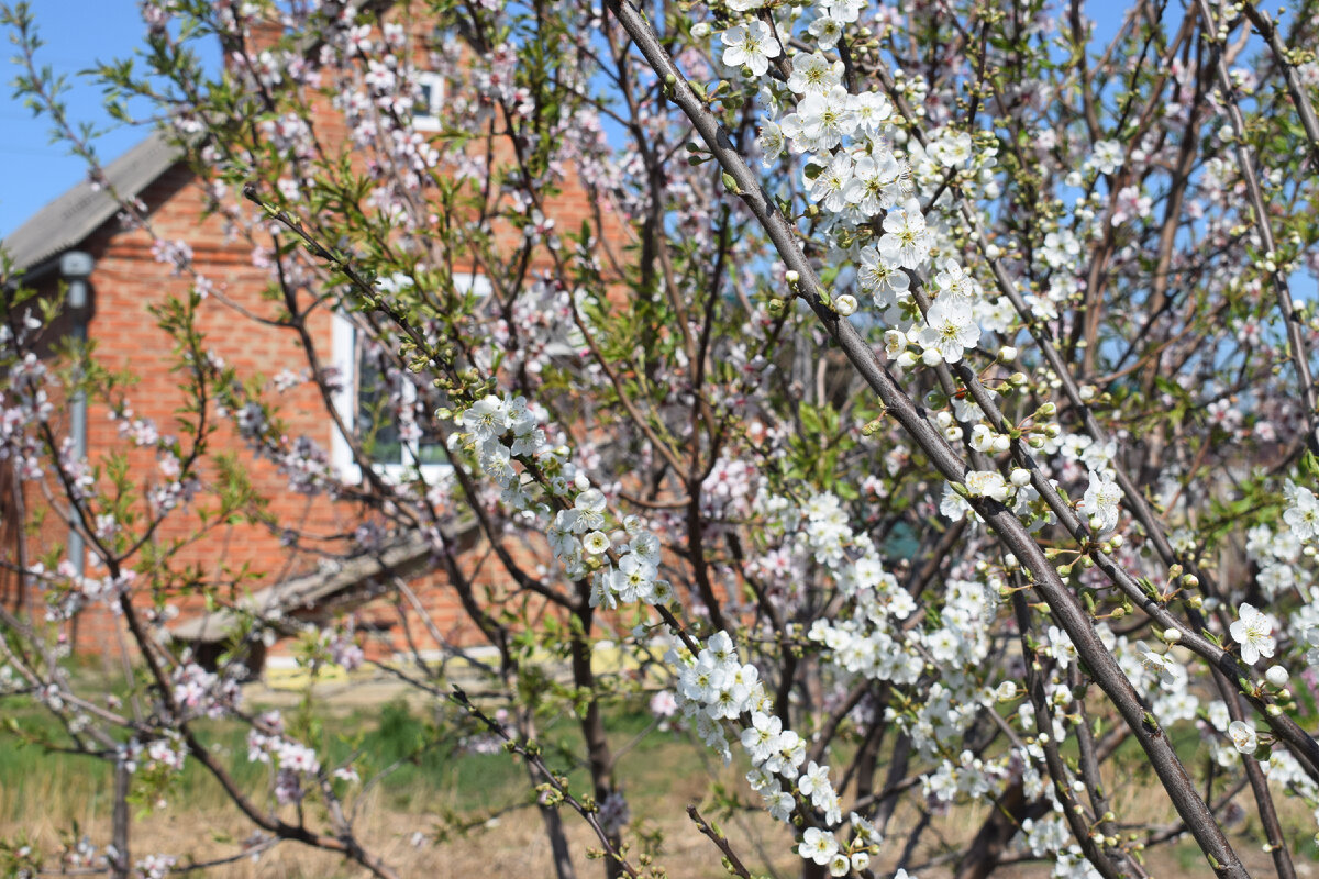 Весна прекрасное время года на Кубани