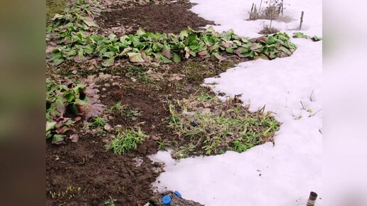 После схода снега на даче обнаружилось много следов земляной крысы 🤔 что делать