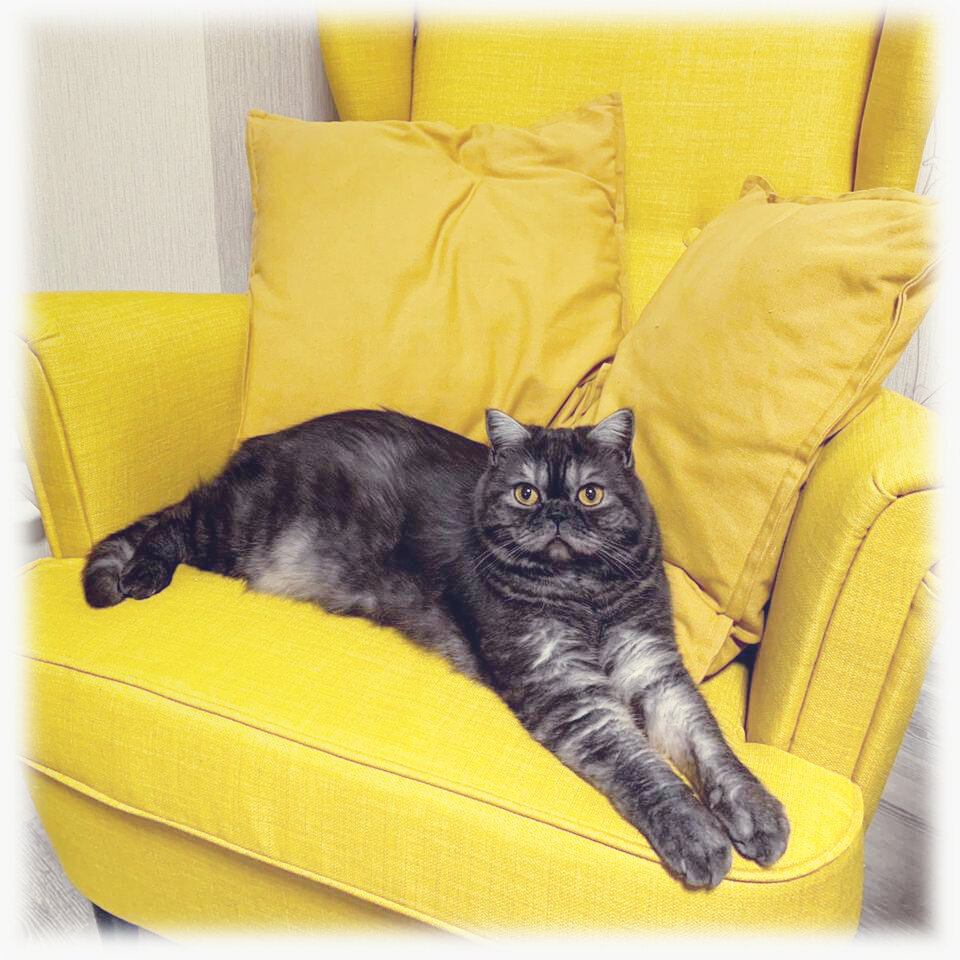 Сельма (Myshelove Intrada) в новом доме (г. Одинцово, МО)