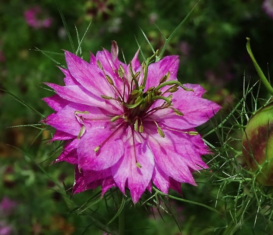 Nigella Damascena