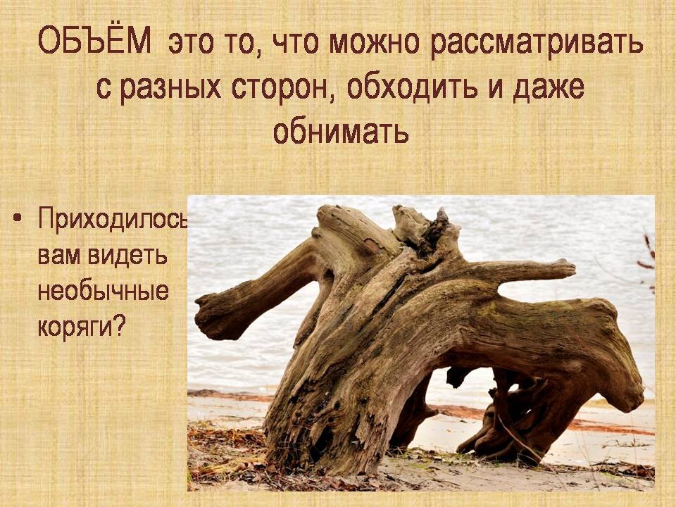 Рассматривать коряги очень интересно и полезно. Здесь мы увидели животное с длинным носом