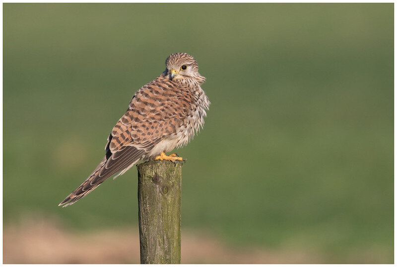 Самка. Фото Martha de Jong-Lantink (flickr.com)