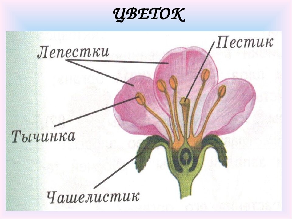 Как выглядит пестик у цветка