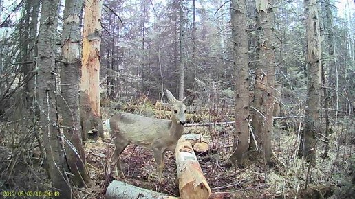 ❤️jagunowka.ru русское порно снял девушку за деньги. Смотреть секс онлайн, скачать видео бесплатно.