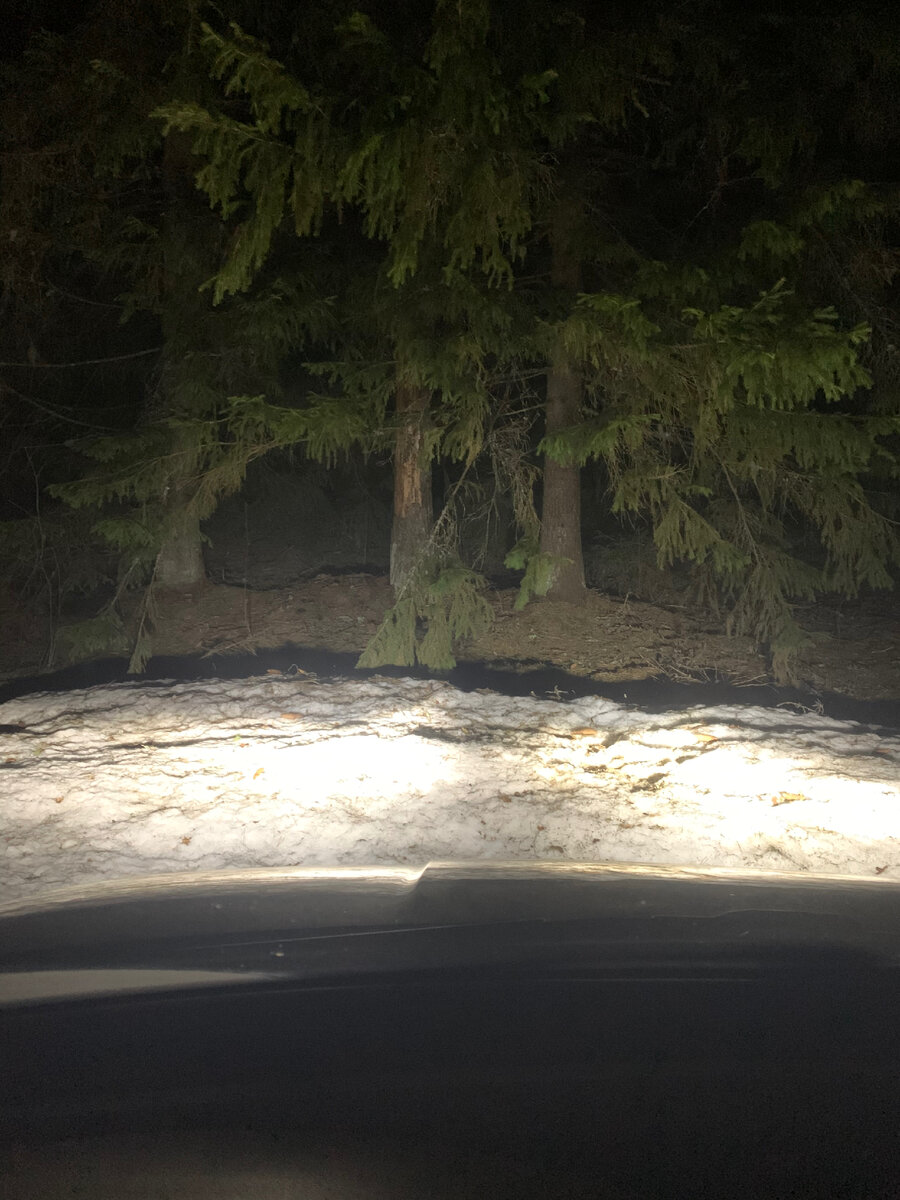 На месте. В Валдайском лесу местами был снег. 