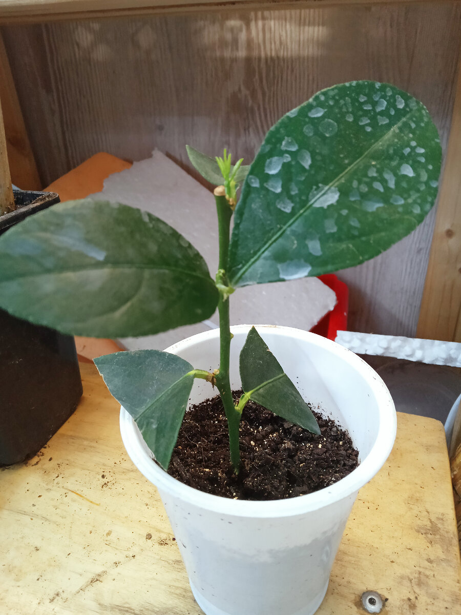 Черенок лайма укоренился и пошёл в рост.