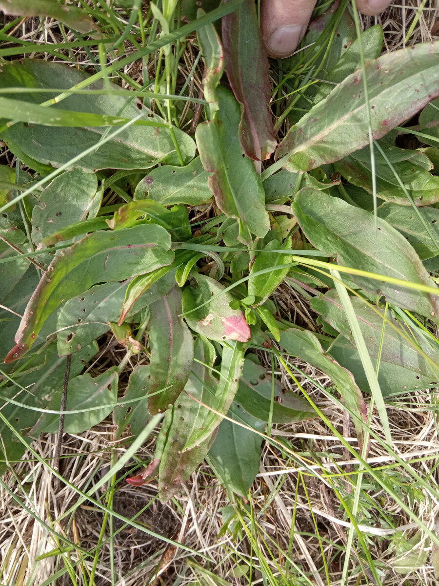 Наше поколение и в голом поле еду найдет. Щавель - подножный корм.)))