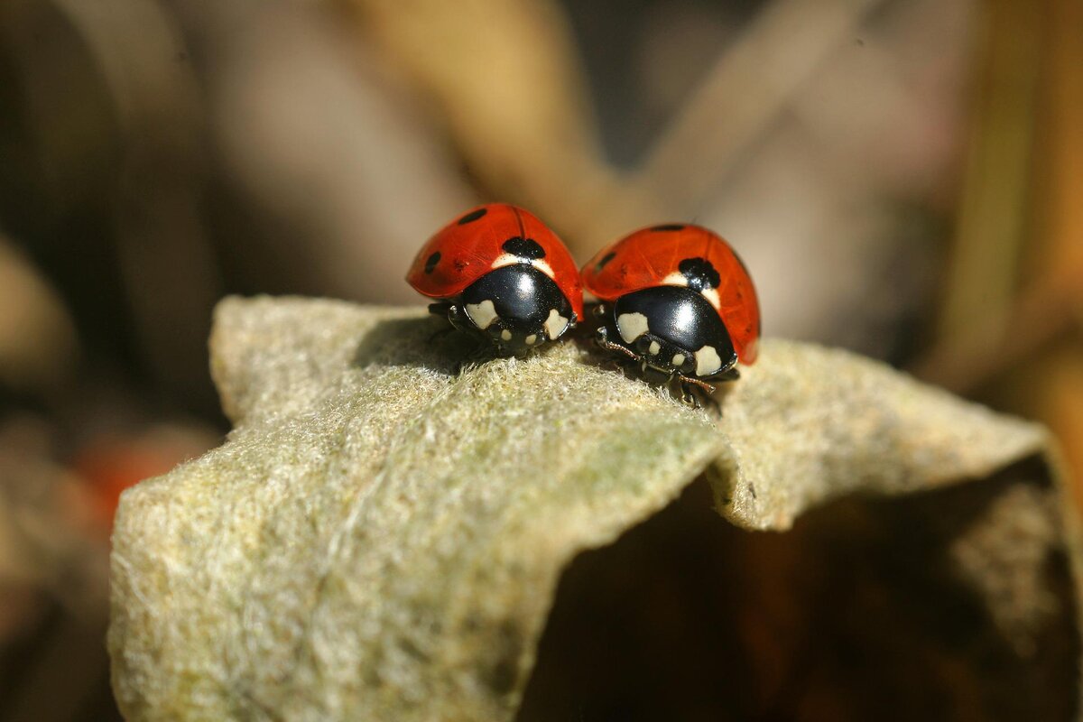 Иногда идиллия  - это ширма.
https://pixabay.com/photos/lady-bug-ladybug-insect-beetle-3292238/