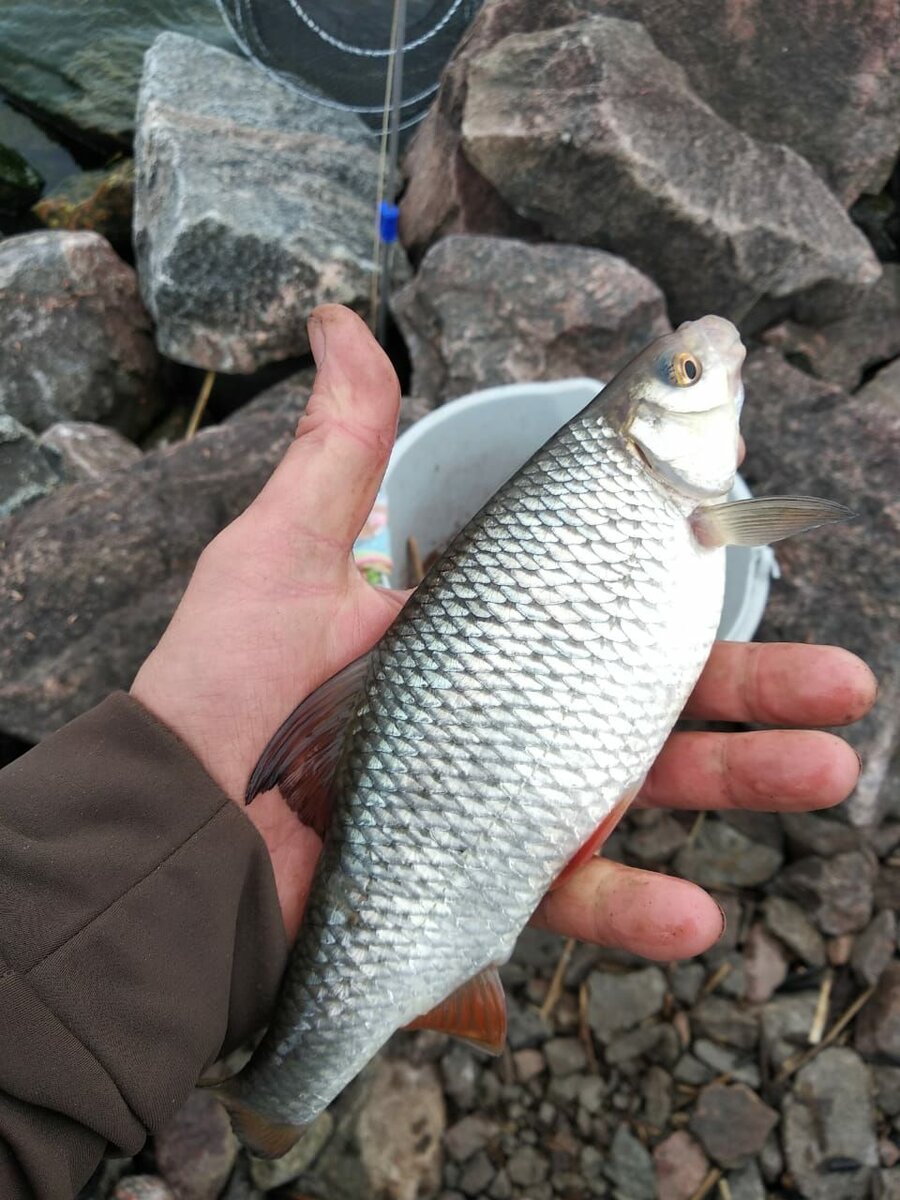 Официальные отчеты о рыбалке на южной дамбе