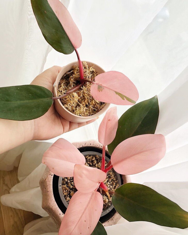 Источник изображения : https://www.elledecoration.ru/how-to/trends/trendy-2020-7-stilnykh-komnatnykh-rastenii/