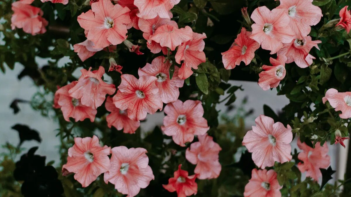 Петунии считаются одним из самых распространенных видов цветов в саду. Фото: Pexels.com