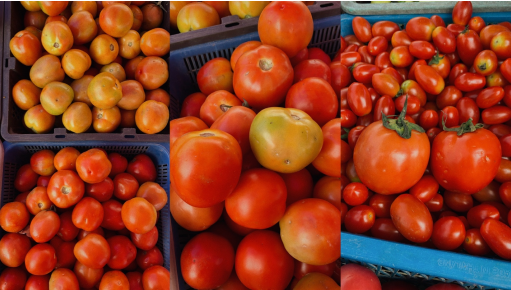 1 фото – сверху неспелы, снизу спелые. 2 фото – слева спелый, справа нет. 3 фото – правый спелее(краснее), левый менее насыщенный.