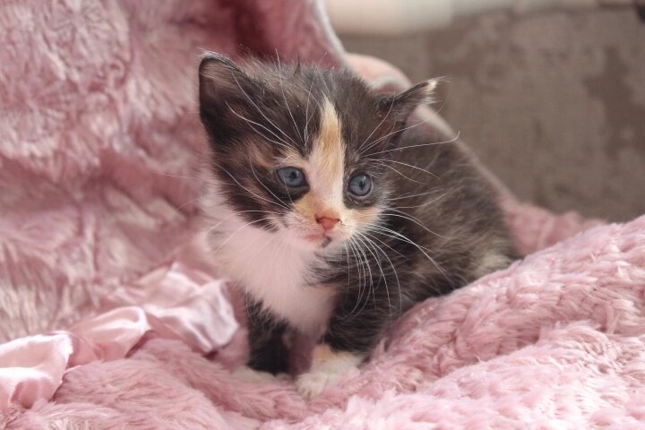 приму котят