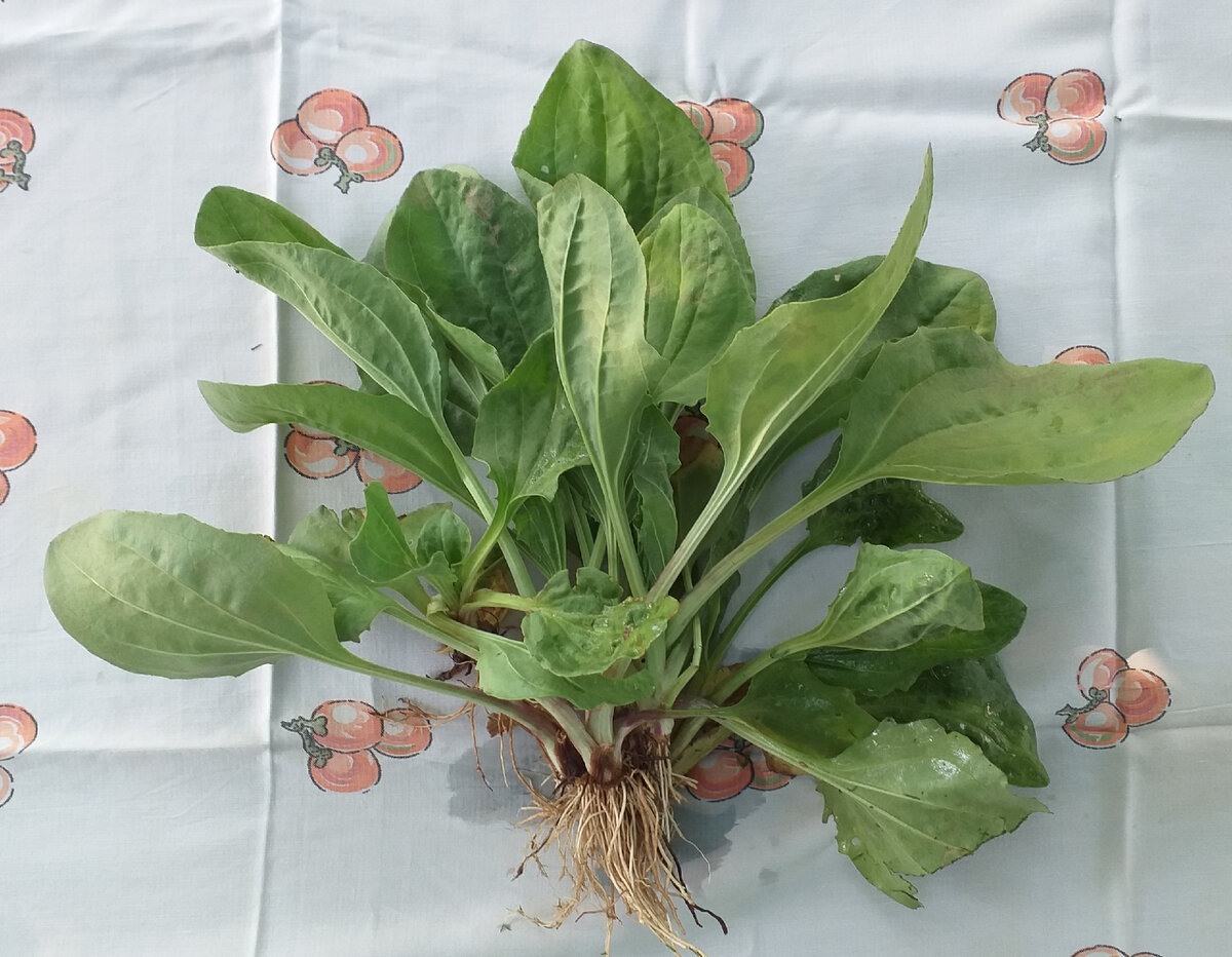 Подорожник