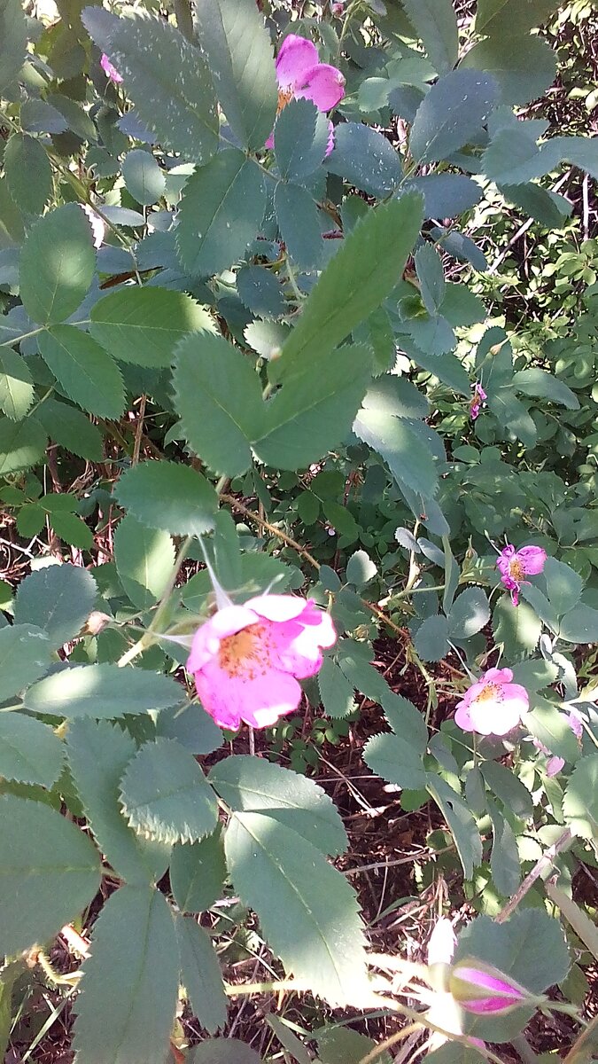 Фото  автора. Цветущий  шиповник в мае.   И вам, любимые  подписчики, читатели. единомышленники и просто друзья  процветания  и изобилия. Радуйтесь каждому дню!