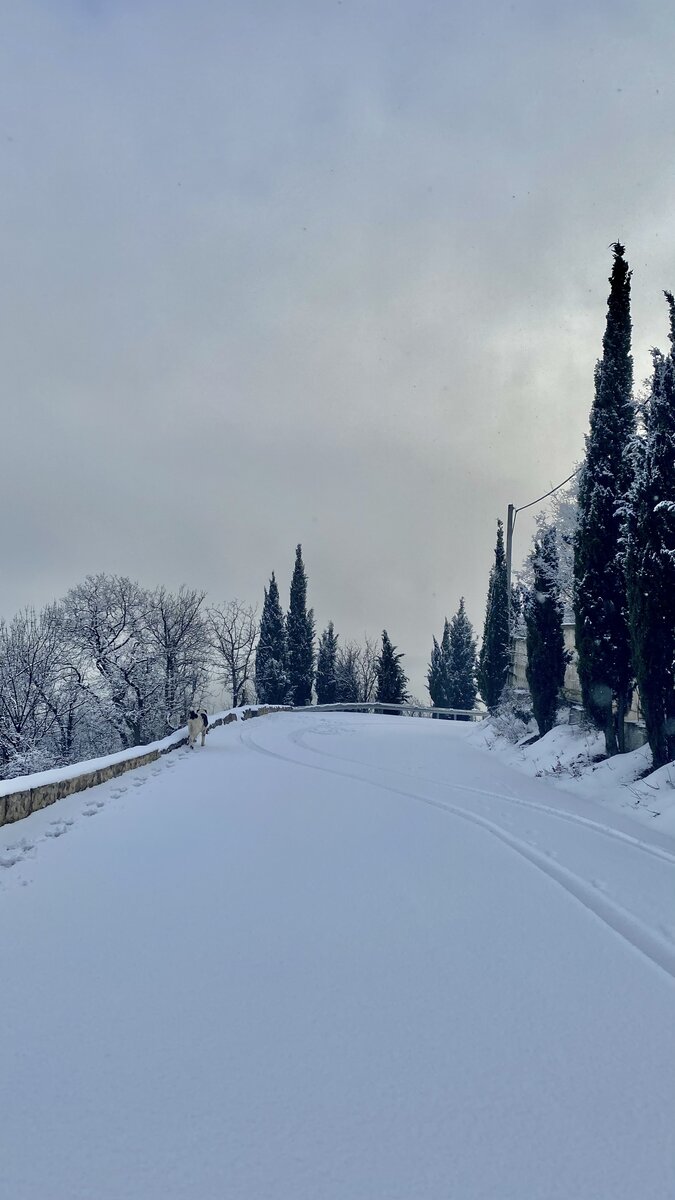 Да, это Южный берег Крыма в январе 2022 года, дорога от Малого Маяка к морю. Снега было много и , растаяв, он не только стекал в море, но и впитался в весьма рыхлые оползневые склоны.
