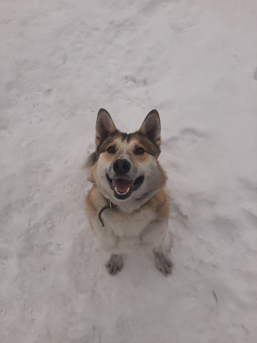 Становится красавчиком. Лис. 