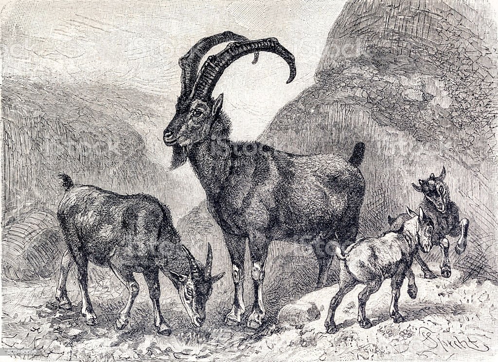 Безоарный козёл. Источник: https://clck.ru/sFGJk 